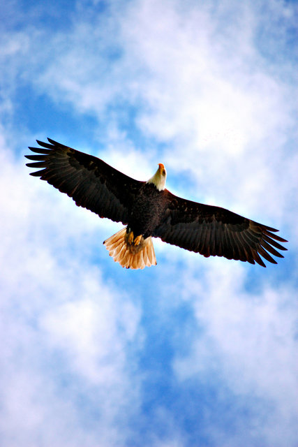 Bald Eagle Soaring