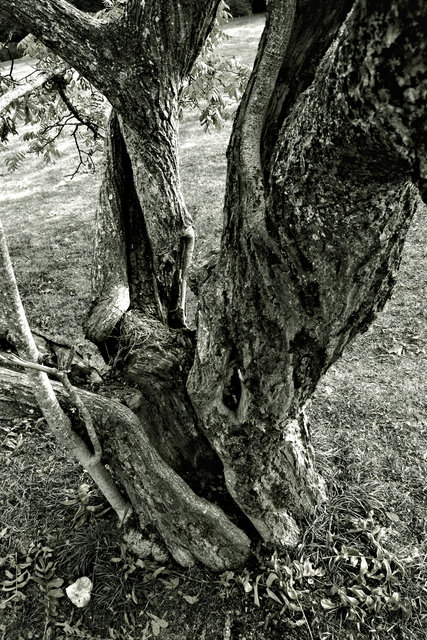 Old Walnut Tree B&W