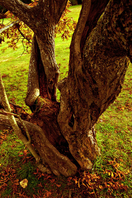 Old Walnut Tree Colour