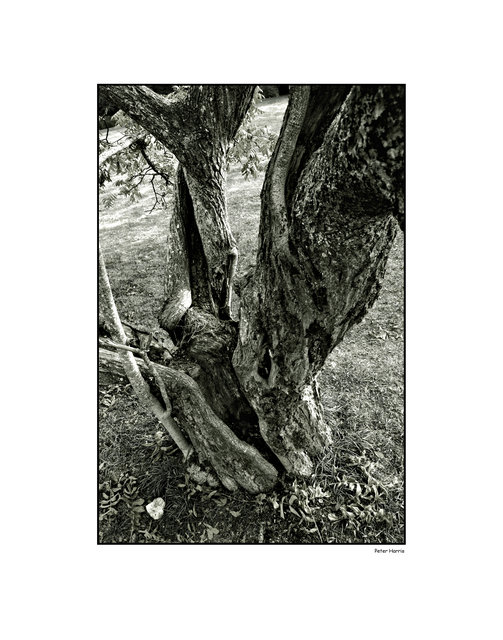 Old Walnut Tree B&W Poster