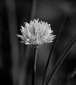 Allium schoenoprasum.jpg