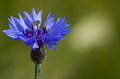 blue.jpg