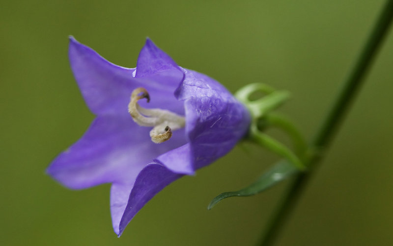 Blue.jpg