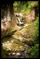 West Coast Stream