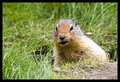 Cautious Squirrel