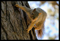 Acrobatic Squirrel