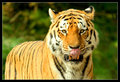 Hungry Tiger