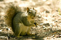 Hungry Squirrel