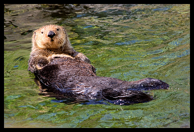Relaxing Otter