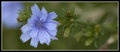Pretty Blue