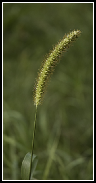 Grass