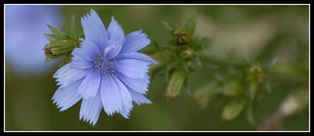 Pretty Blue