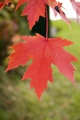 Fall Leaf 