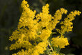 Yellow Flower