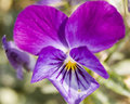 Purple Flower