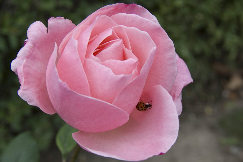 Lady Bug