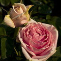 Rose and rosebud  in late afternoon sun