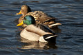 Pair of mallard ducks on New Jersey pond in January