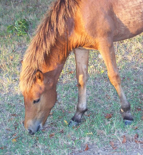 horse.jpg