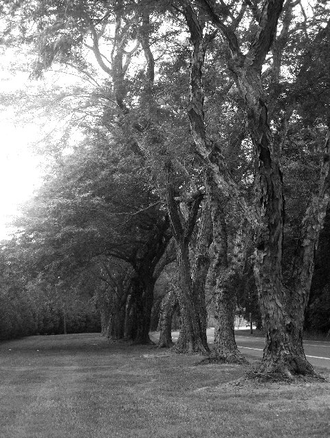 Trees BW.jpg