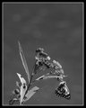 Day 23 - Butterfly