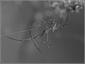Day 25 - Spider
