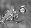 Day 24 - Another Butterfly