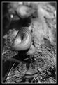 Day 26 - Mushrooms
