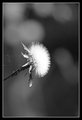 Day 30 - Flower