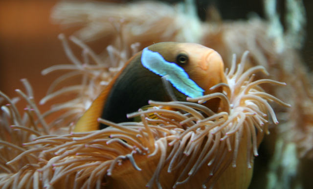 Fish-colour.jpg