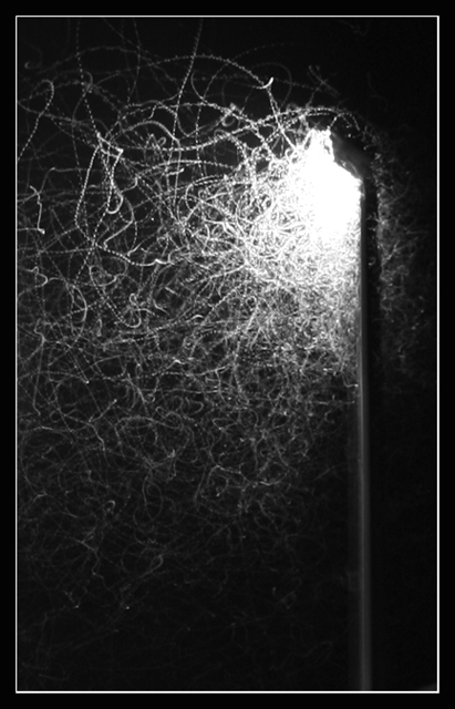 Day 12 - Moths to the flame