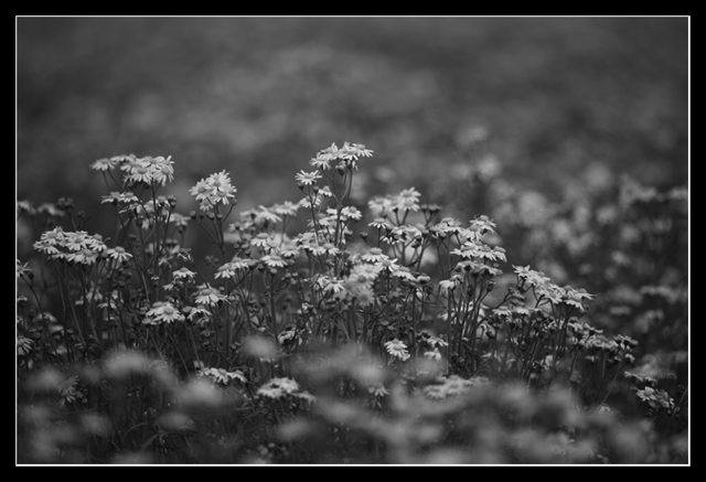 Day 15 - Wildflowers