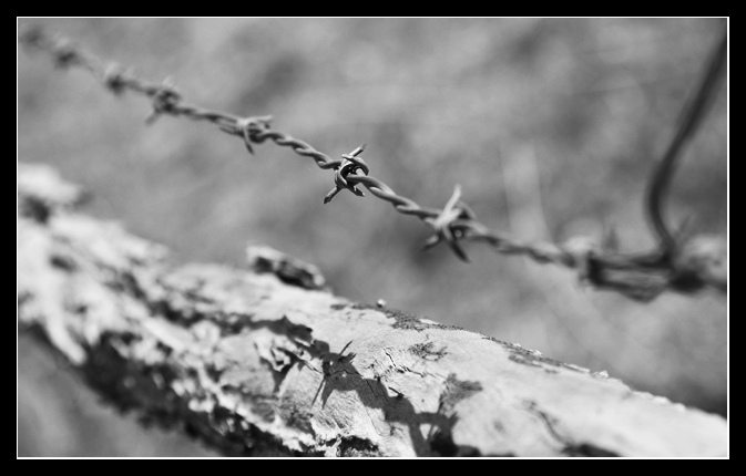 Day 19- Barbed Wire