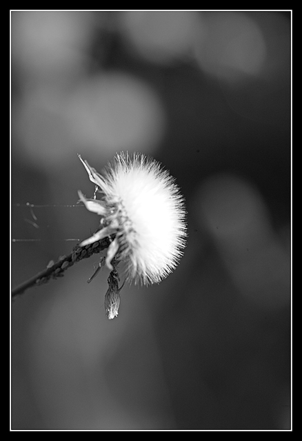 Day 30 - Flower