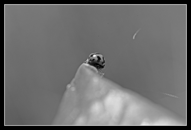 Day 29 - Ladybug