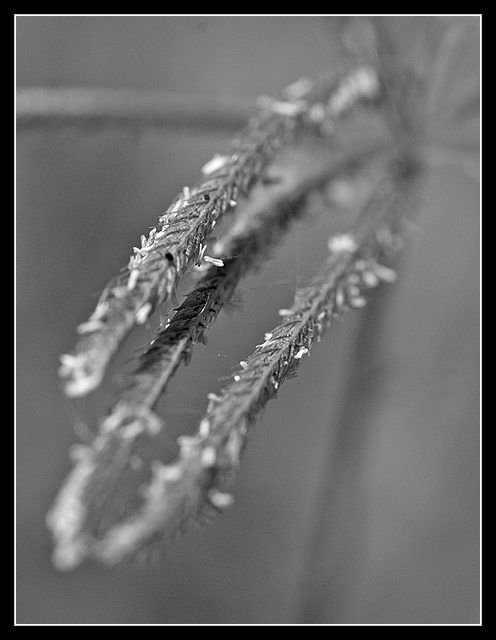 Day 28 - Grass