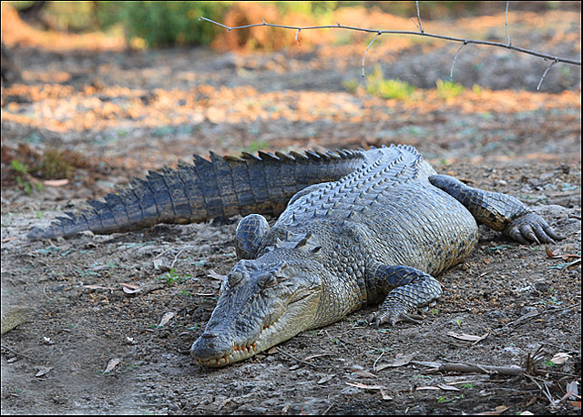 Afternoon Siesta