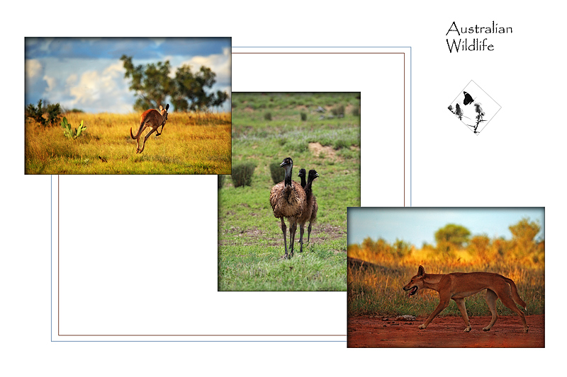 Aussie Wildlife