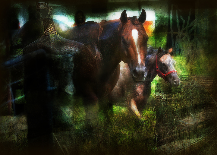 Horses texture Goldie & Anna 720.jpg