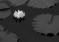 10 - Water Lily