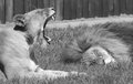 21 - Yawning