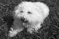 22 - Lucky Before His Bath