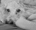 23 - Lucky After His Bath