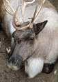 07 - Reindeer