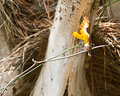 02 - Yellow Flower