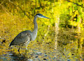 06 - Blue Heron with Reflected Trees