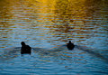 09 - Swimming