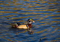 15 - Wood Duck #2