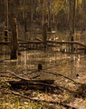 21 - Marsh