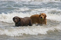 24 - Dogs in the Water